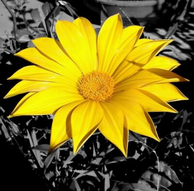 flouwer1