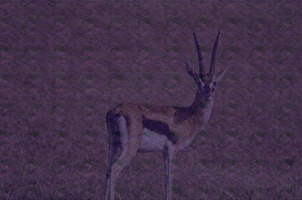 gazelle